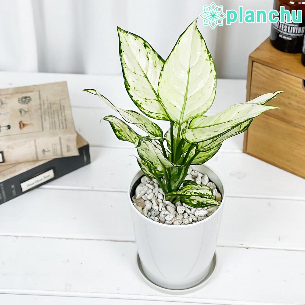 アグラオネマ ホワイトバレンタイン Aglaonema ‘White Valentine’