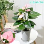 アンスリウム ロイヤルピンクチャンピオン Anthurium andraeanum ‘Royal Pink Champion’