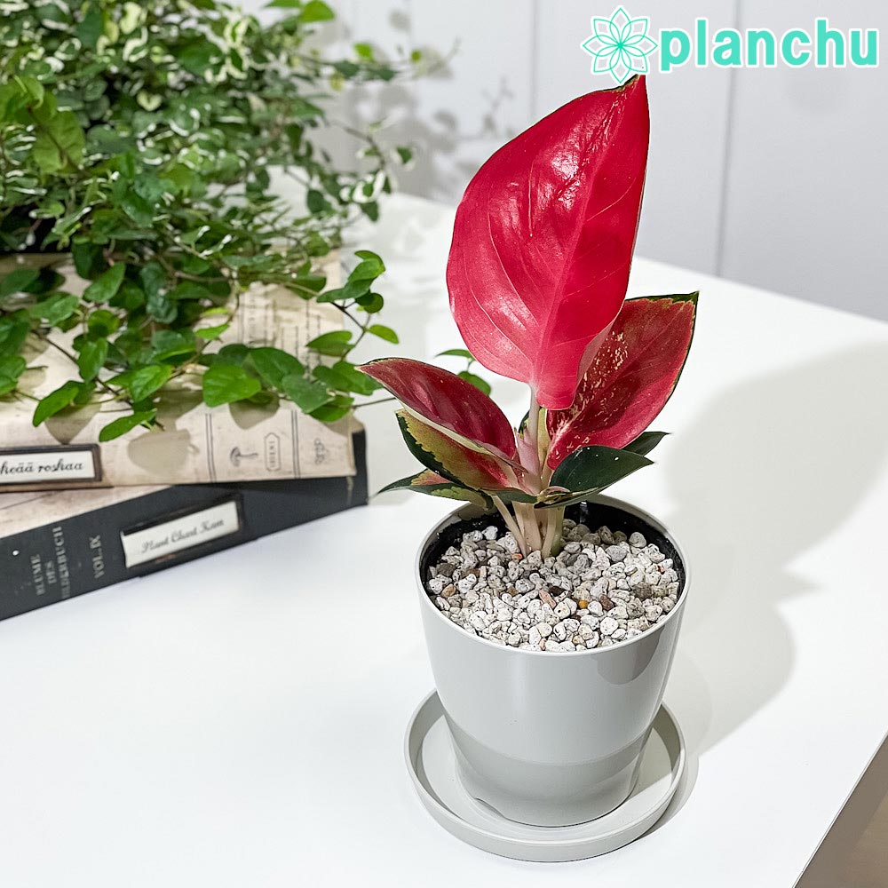 アグラオネマ タイランドレッド Aglaonema ‘Thailand Red’