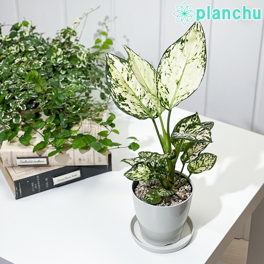 アグラオネマ シルバーコスメティック Aglaonema ‘Silver Cosmetic’