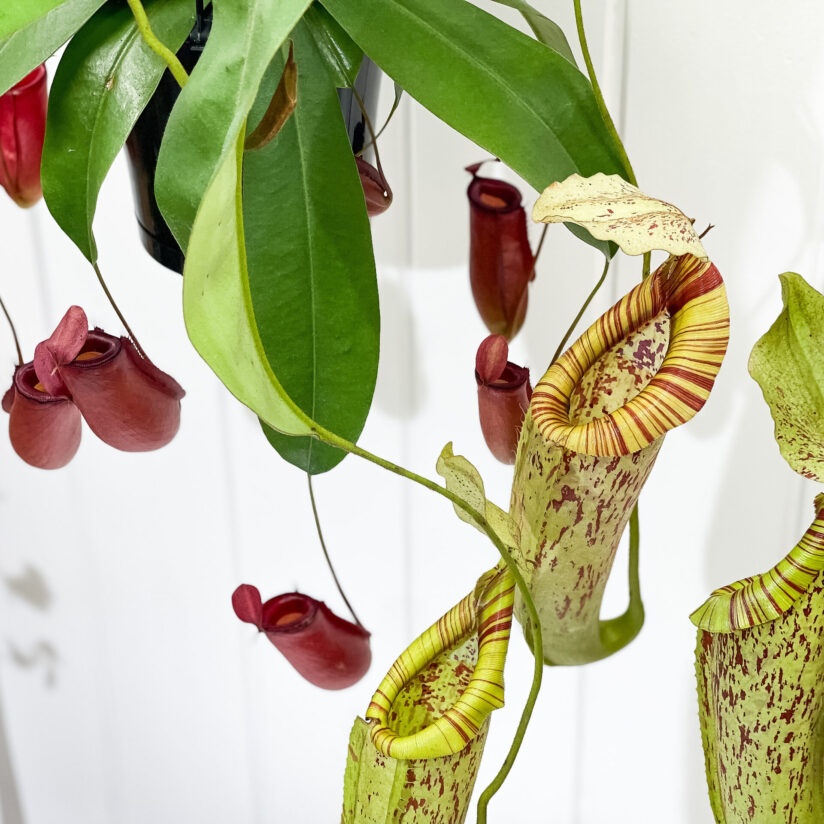 プランチュ オフィシャルサイト｜熱帯観葉植物・エアプランツ
