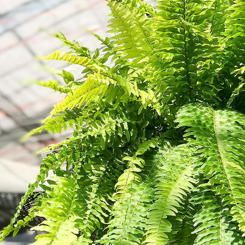 プランチュ オフィシャルサイト｜熱帯観葉植物・エアプランツ・食虫