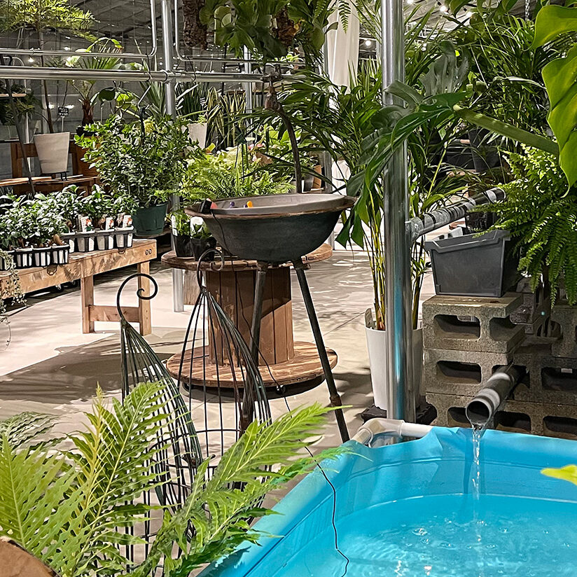 プランチュ オフィシャルサイト｜熱帯観葉植物・エアプランツ・食虫