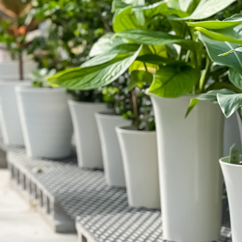 プランチュ オフィシャルサイト｜熱帯観葉植物・エアプランツ・食虫